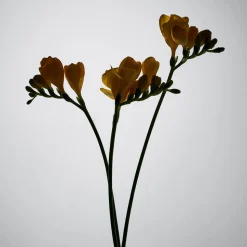 BYREDO