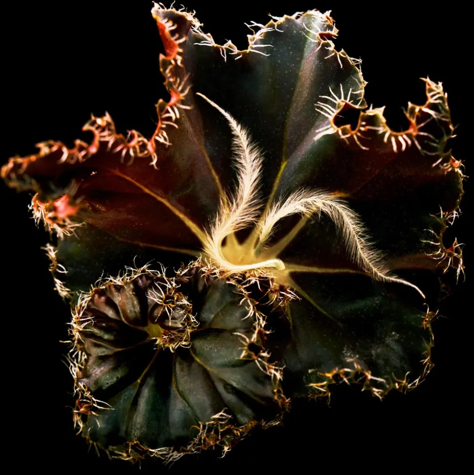 BYREDO